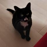 Foto del gato perdido en Le Pout