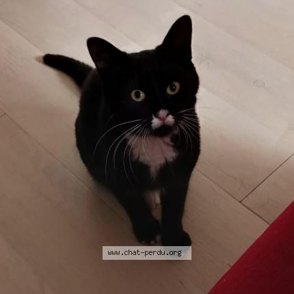 Foto 1/1 Locky Chat perdido en Le pout