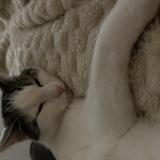 Foto del gato perdido en Xouaxange