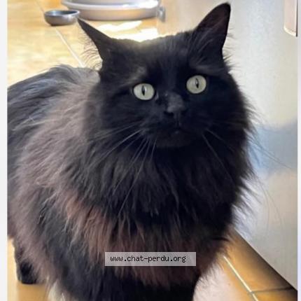 Foto 2/3 TOKYO Chat perdido en Pertuis