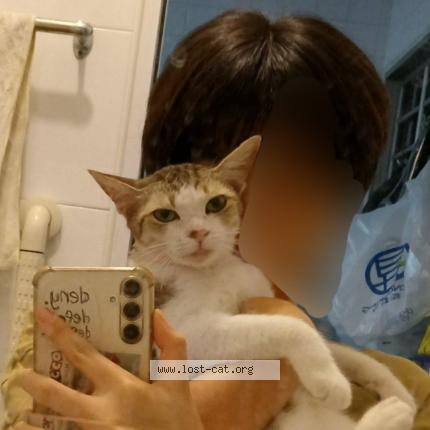 Foto 1/1 peanut Chat perdido en Singapore