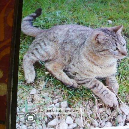 Foto 1/2 Gato encontrado Encontrado en Brienne le chateau