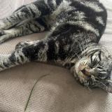 Foto del gato perdido en Fleurville