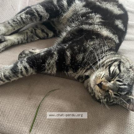 Foto 1/1 Chaton Chat perdido en Fleurville