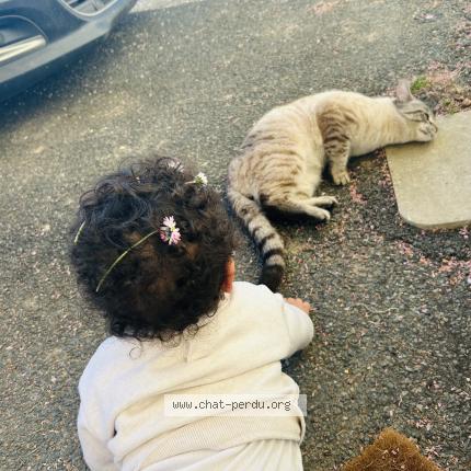 Foto 1/1 Mistigri Chat perdido en Barrou