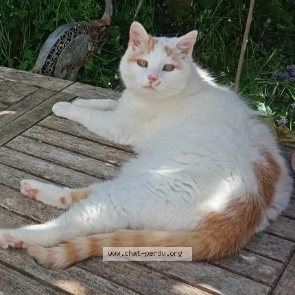 Foto 1/1 BOUBI Chat perdido en Seligne