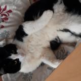 Foto del gato perdido en St Medard En Jalles