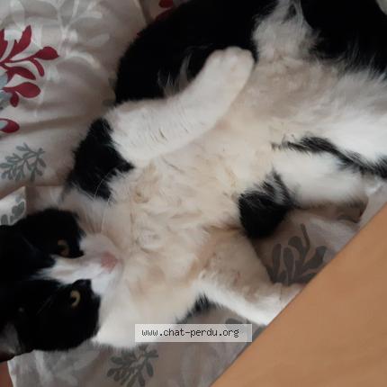 Foto 1/1 Zorro Chat perdido en St medard en jalles