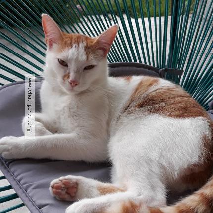 Foto 1/1 SUNNY Chat perdido en Chaniers