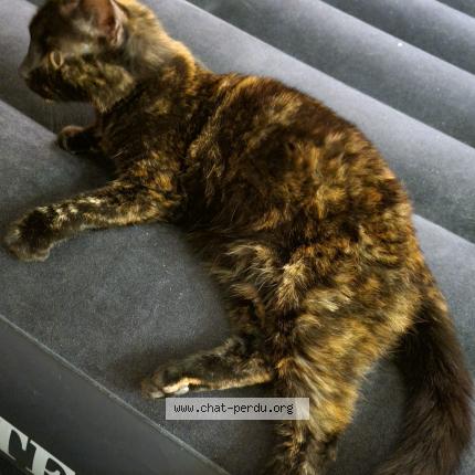 Foto 1/1 CREVETTE Chat perdido en Villeparisis