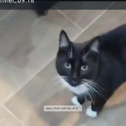 Foto 1/1 Jack Chat perdido en Bretagne de marsan