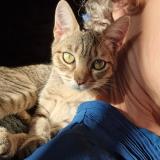 Foto del gato perdido en Challain La Potherie 49440