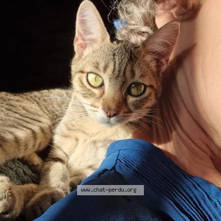 Foto 1/1 NIGIRI Chat perdido en Challain la potherie 49440