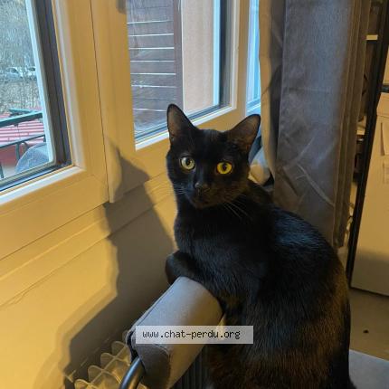 Foto 1/1 Milka Chat perdido en Morez