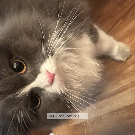 Foto 1/1 Mano Chat perdido en Lahore