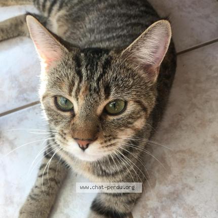 Foto 1/2 TISHA Chat perdido en Les moitiers d allonne