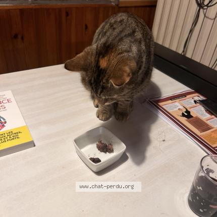 Foto 2/2 TISHA Chat perdido en Les moitiers d allonne