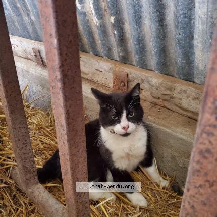 Foto 1/1 Sacha Chat perdido en Jalais