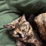 Foto del gato perdido en Asse Le Riboul