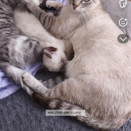 Foto 1/1 Nounoune Chat perdido en Varennes sur loire