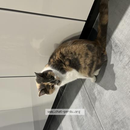 Foto 1/1 Tokyo Chat perdido en Le ban saint martin