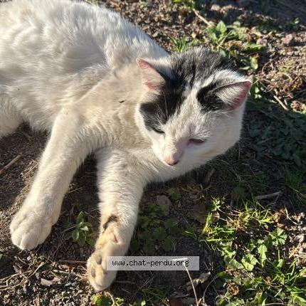 Foto 1/2 Gato encontrado Encontrado en Alencon