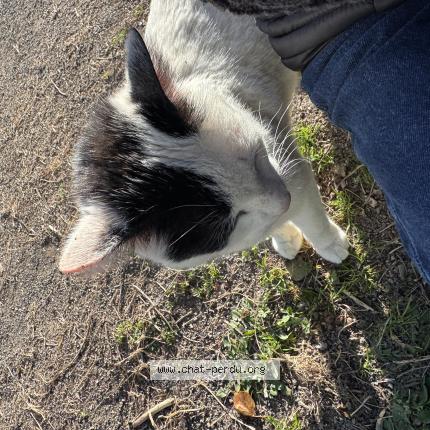 Foto 2/2 Gato encontrado Encontrado en Alencon