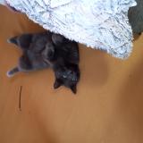 Foto del gato perdido en Saint Symphorien De Lay