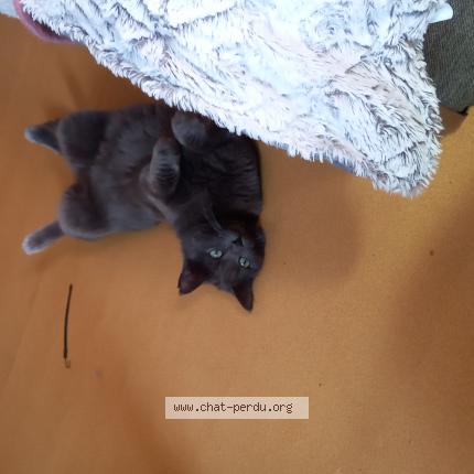Foto 1/1 Chouchou Chat perdido en Saint symphorien de lay