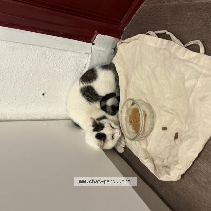 Foto 1/1 Gato encontrado Encontrado en Paris