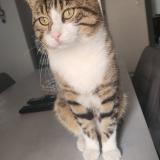 Foto del gato perdido en Biesheim