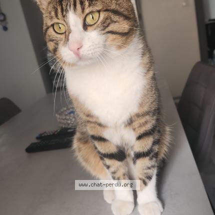 Foto 1/1 Bunjouk Chat perdido en Biesheim