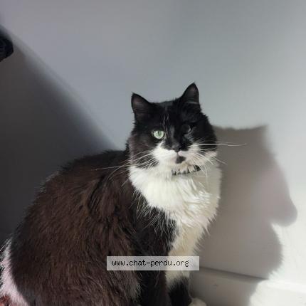 Foto 1/1 Moumoune Chat perdido en L aigle