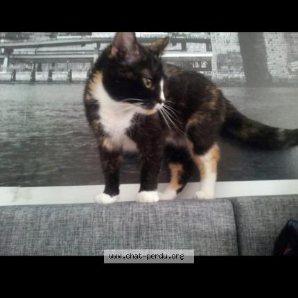 Foto 1/1 Caline Chat perdido en Rives