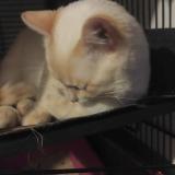 Foto del gato perdido en Agen