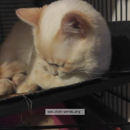 Foto 1/1 Damibou Chat perdido en Agen