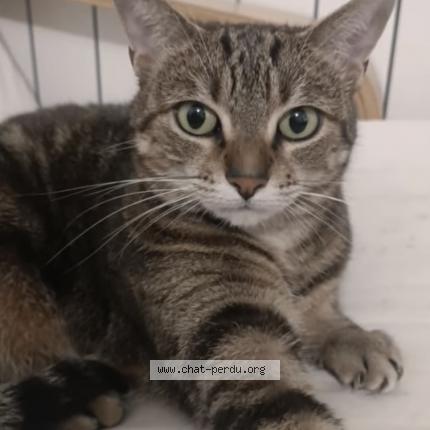 Foto 1/1 Bouh Chat perdido en Fecamp