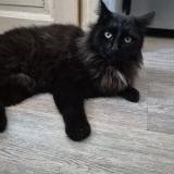 Foto del gato perdido en Ussel