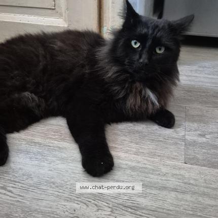 Foto 1/1 Bagh&eacute;ra Chat perdido en Ussel