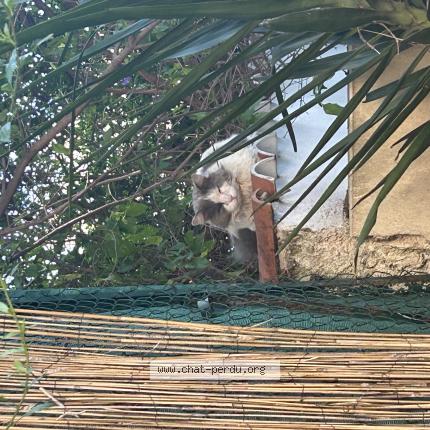 Foto 1/1 Gato encontrado Encontrado en Montpellier