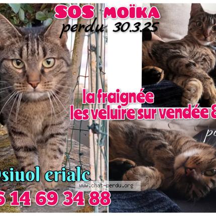 Foto 1/1 Mo&iuml;ka Chat perdido en Les velluire sur vendee