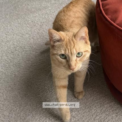 Foto 1/1 Tommy Chat perdido en Pringy