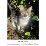 Foto del gato perdido en Calvisson