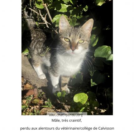Foto 1/1 Minou Chat perdido en Calvisson
