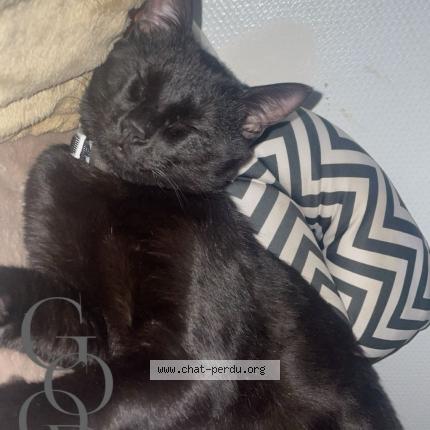 Foto 1/2 Kiko Chat perdido en Courbevoie