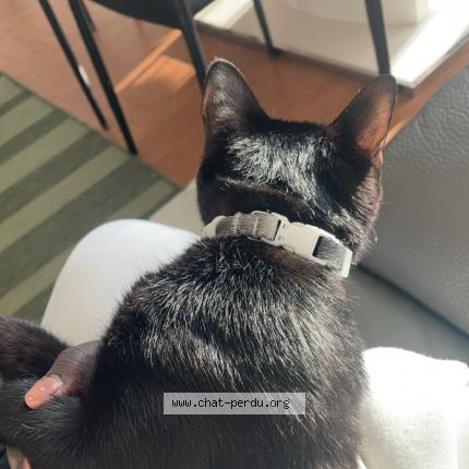 Foto 2/2 Kiko Chat perdido en Courbevoie