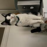 Foto del gato perdido en Paris