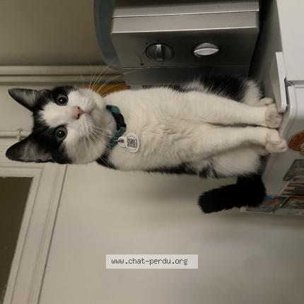 Foto 1/1 Mia Coquelle Chat perdido en Paris