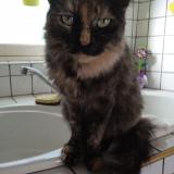 Foto del gato perdido en Lussagnet Lusson