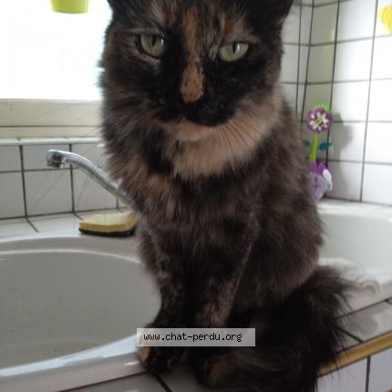 Foto 1/1 Clochette Chat perdido en Lussagnet lusson